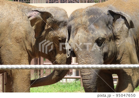 【山口県】泥遊びする仲良しスリランカゾウ 【山口県】泥遊びする仲良しスリランカゾウ 95047650