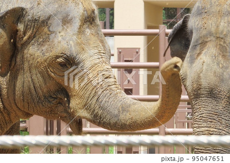 【山口県】泥遊びする仲良しスリランカゾウ 95047651
