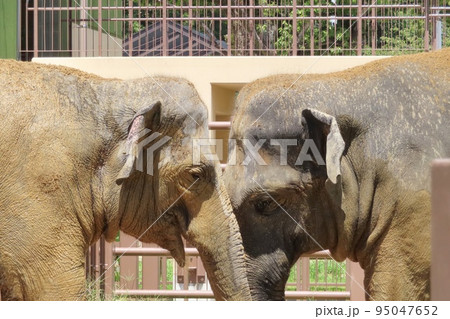 【山口県】泥遊びする仲良しスリランカゾウ 【山口県】泥遊びする仲良しスリランカゾウ 95047652