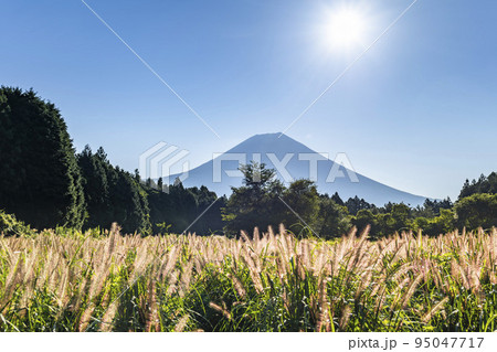 静岡県富士宮市の朝霧高原のチカラシバと富士山 静岡県富士宮市の朝霧高原のチカラシバと富士山 95047717