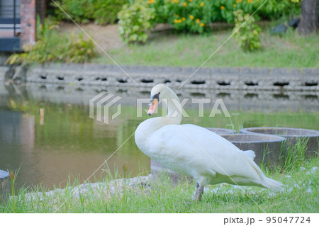 福岡　久留米　石橋文化センターの白鳥 95047724
