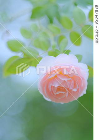 薔薇 一輪 薔薇 一輪 95047889