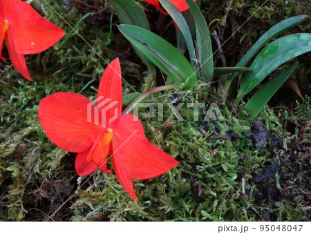カトレア･コッキネア（コクシネア）　Cattleya coccinea 95048047