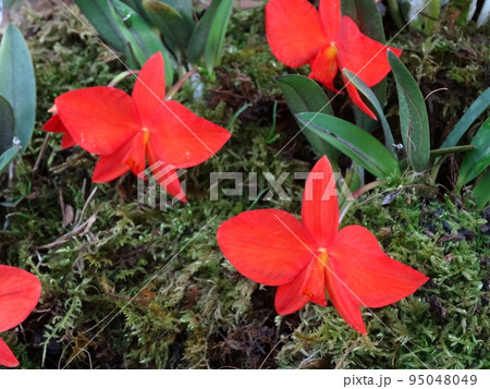 カトレア・コッキネア(コクシネア) Cattleya coccinea カトレア・コッキネア(コクシネア) Cattleya coccinea 95048049