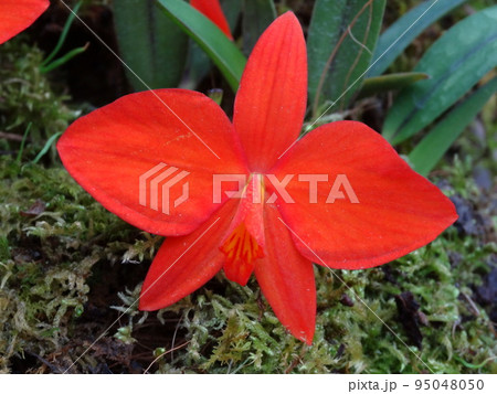 カトレア・コッキネア(コクシネア) Cattleya coccinea カトレア・コッキネア(コクシネア) Cattleya coccinea 95048050