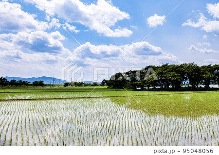 空が反射する美しい水田の風景の写真素材 [95048056] - PIXTA