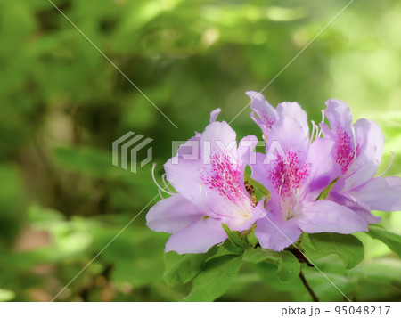公園でピンクが美しいモチツツジ 95048217
