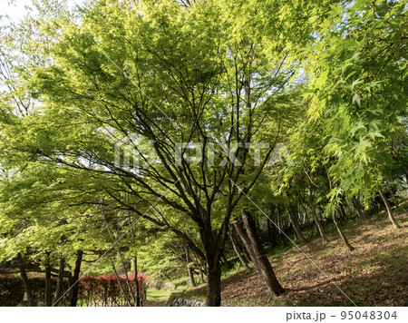 新緑が美しい春の公園の風景　滋賀県びわこ文化公園 95048304