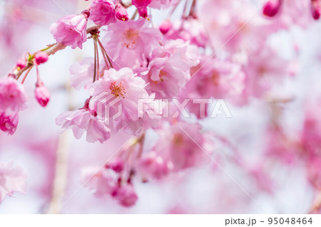ピンクの桜 枝垂桜 ピンクの桜 枝垂桜 95048464
