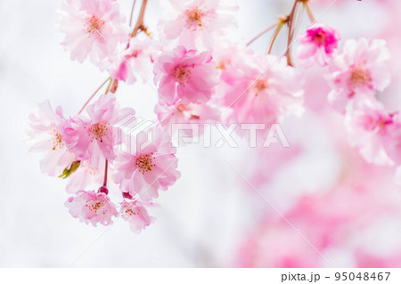 ピンクの桜 枝垂桜 ピンクの桜 枝垂桜 95048467
