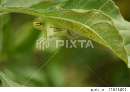 カマキリ 95048801