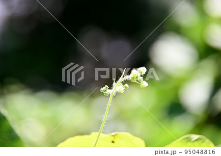 アレチウリの雄花 アレチウリの雄花 95048816