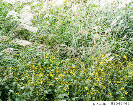 写真 秋の野の野草 芒と外来種のルドベキア 写真 秋の野の野草 芒と外来種のルドベキア 95049445