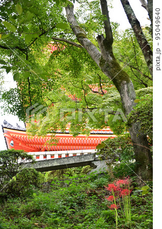 清水寺の三重塔と曼珠沙華 95049640