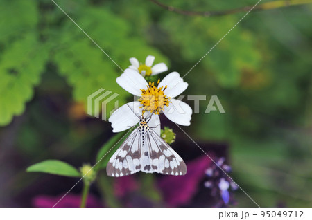 吸蜜するモンシロモドキ(沖縄県・石垣島) 吸蜜するモンシロモドキ(沖縄県・石垣島) 95049712