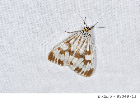 モンシロモドキ（沖縄県・石垣島） 95049713