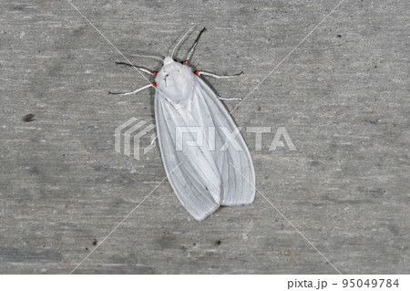 シロヒトリ（北海道・層雲峡） 95049784