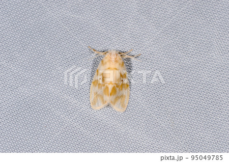 スカシコケガ（沖縄県・石垣島） 95049785