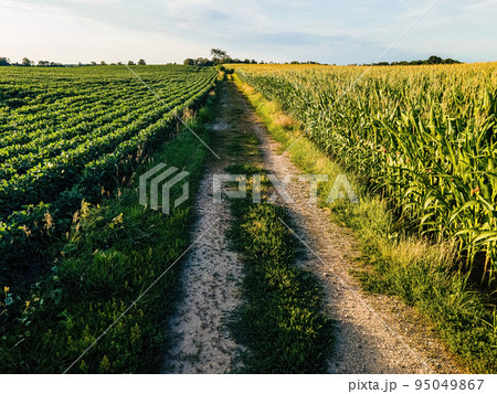 Dividing road between the fields 95049867
