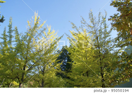 高原の秋景色 高原の秋景色 95050194