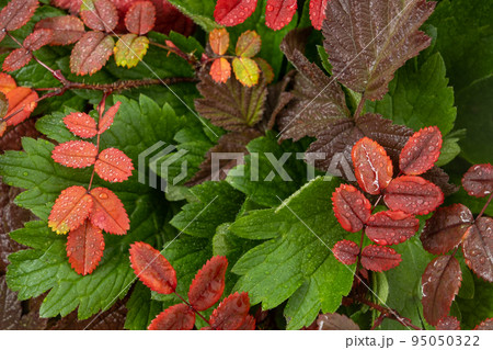 Colorful rosehip leaves in drops of rain or dew. reddened leaves from the first frost. Autumn background, texture. Close-up Colorful rosehip leaves in drops of rain or dew. reddened leaves from the first frost. Autumn background, texture. Close-up 95050322