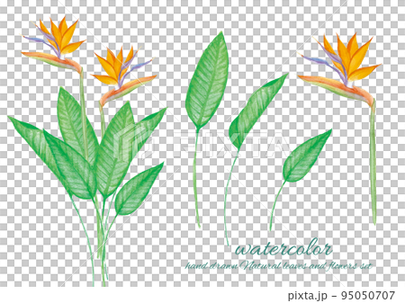 Bird of paradise flower watercolor illustration drawn by hand 95050707