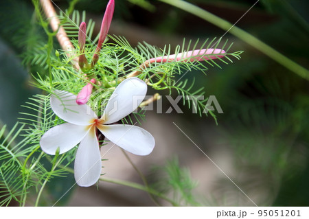 White Frangipani flower and green leaves of Star Glory. 95051201