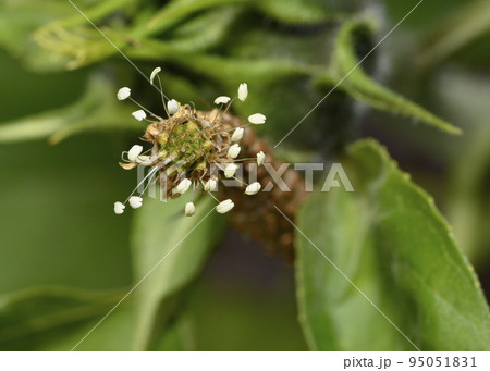 A close-up view of the stamens of a forest flower resembling a cheerful caterpillar 95051831