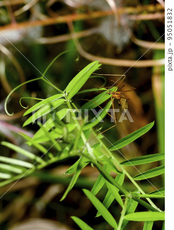 An insect with long legs, resembling a mosquito on a shrub branch An insect with long legs, resembling a mosquito on a shrub branch 95051832