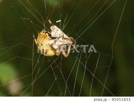 A close-up view of a spider on a web that has just caught a butterfly 95051833