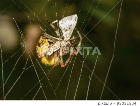 A close-up view of a spider on a web that has just caught a butterfly A close-up view of a spider on a web that has just caught a butterfly 95051834