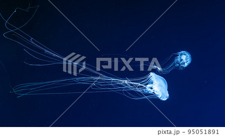 Glow jellyfish chrysaora quinquecirrha in blue water. Diving, theriology, undersea life Glow jellyfish chrysaora quinquecirrha in blue water. Diving, theriology, undersea life 95051891