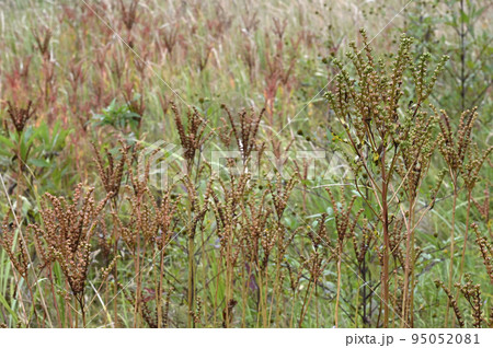 湿地に生えるタコノアシ 95052081