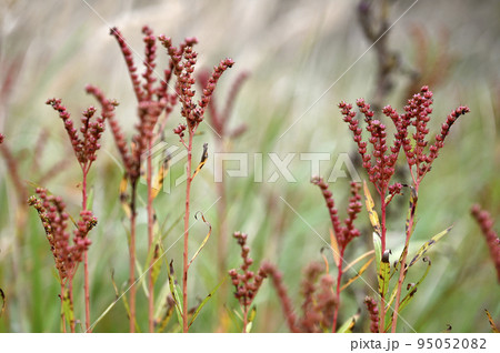 湿地に生えるタコノアシ 湿地に生えるタコノアシ 95052082