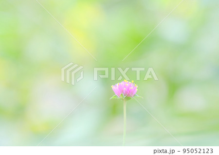 センニチコウ　千日紅　花 95052123