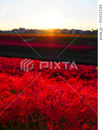 愛知県豊田市逢妻女川の彼岸花と朝日 95052589