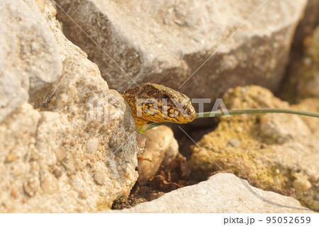 Closeup on a Common European wall lizard, Podarcis muralis sunbathing in front of her nest in Flandres, Belgium Closeup on a Common European wall lizard, Podarcis muralis sunbathing in front of her nest in Flandres, Belgium 95052659