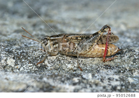 Closeup on an isolated Mediterranean Calliptamus locust grasshopper, sitting on the ground in the Gard, France Closeup on an isolated Mediterranean Calliptamus locust grasshopper, sitting on the ground in the Gard, France 95052688