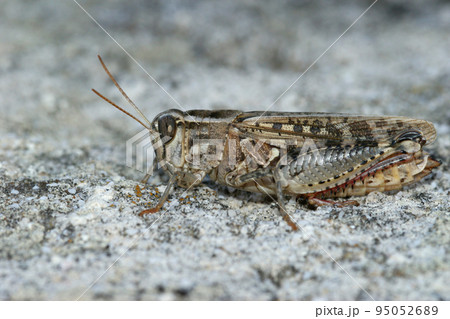 Closeup on an isolated Mediterranean Calliptamus locust grasshopper, sitting on the ground in the Gard, France 95052689