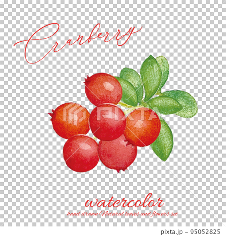 水彩で描いたフレッシュなクランベリーのイラスト 95052825