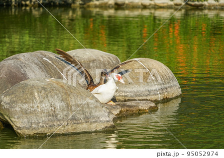 成功大学の池 成功大学の池 95052974