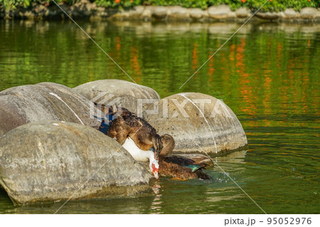 成功大学の池 95052976