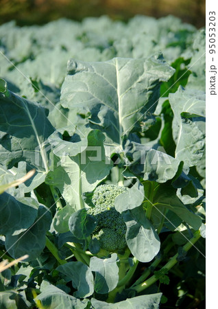 ブロッコリー畑　タテ位置 95053203
