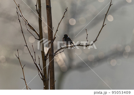 European black-headed Chekan in Jerusalem sits on a branch European black-headed Chekan in Jerusalem sits on a branch 95053409