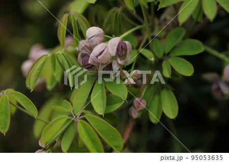 紫のたくさんの花が集まったアケビ 95053635