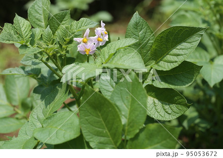 初夏に咲く、ジャガイモの花 初夏に咲く、ジャガイモの花 95053672