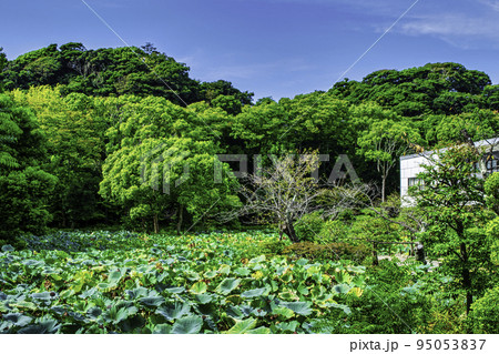 鎌倉 鶴岡八幡宮 源平池 鎌倉 鶴岡八幡宮 源平池 95053837