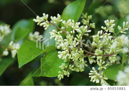 初夏に咲く、白い小さなネズミモチの花 95053881