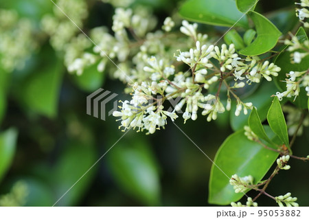 初夏に咲く、白い小さなネズミモチの花 95053882