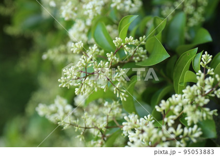 初夏に咲く、白い小さなネズミモチの花 95053883